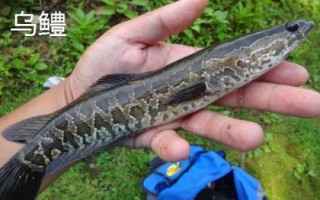 黑鱼简介,是鳢属淡水鱼类