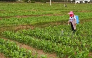 科育2023玉米种子特征特性，大喇叭口期期注意防治玉米螟