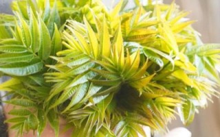 黄玻璃树芽的食用方法,一般是凉拌或者做成芽茶