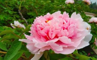 牡丹花的常见品种,常见的有魏紫、姚黄、赵粉等