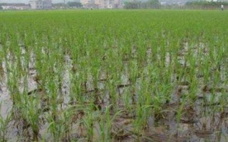 魅两优美香新占水稻种子简介,5月20日至6月5日播种