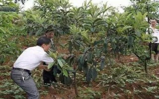 枇杷秋冬季的管理技术，需要用稻草或杂草将树盘覆盖