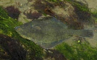 比目鱼可以养殖吗，内陆地区是很难养殖成功