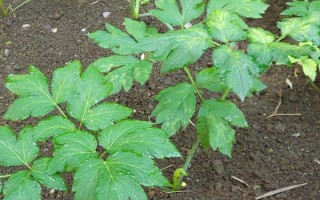 明日叶怎么栽培，经过烫种、浸泡、催芽后再播种