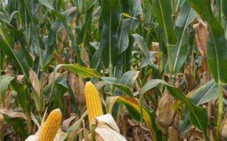 强硕68玉米品种有什么特点，出籽率达到80.5%