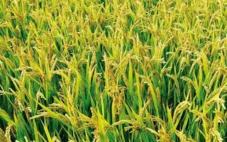 龙粳26水稻种子特点，4月15～20日播种