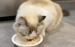 怎样给胖猫减肥，可减少摄入量、选用减肥猫粮等