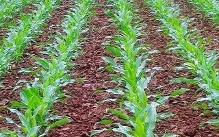 玉米的生长周期，分为苗期、三叶期、拔节期等