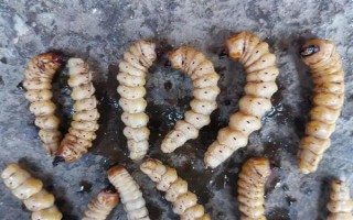 柴虫的价格，一斤需要70-100元左右