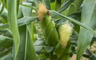 齐丰2玉米品种的特性，在适应区5月10日左右播种