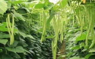 四季豆的种植时间,可春播和秋播