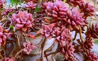 姬胧月和胧月有什么区别，前者是草本植物、后者是常绿灌木