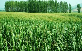 华纬107玉米种简介，适宜播种期4月下旬—5月上旬