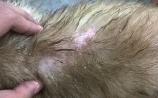 狗狗有皮肤病能不能洗澡，情况不严重时才能清洗