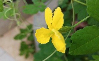 种植苦瓜的时间和方法，北方地区3-4月份可在棚内育苗、长江流域在3月份播种