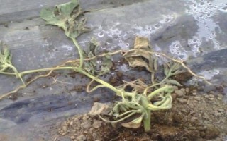 西瓜缓苗期死苗的原因，可能是低温高湿所致