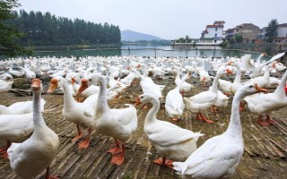 鹅的养殖方法，要时刻保证有充足的水源