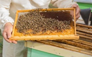 蜂群死了蜂王该怎么办,可介入新王