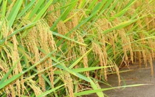 佳龙优华占水稻种子特点,晚稻以7月上旬播种