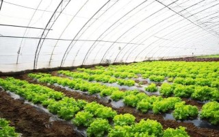 菜棚湿度大怎么办,应尽可能减少浇水次数和灌水量