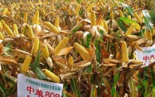 西南地区适合种植的玉米品种，常见的有鄂玉10号、强硕168等