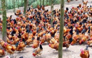 怎么防治鸡结核病，患病鸡应直接淘汰