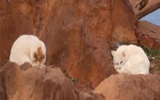 收养流浪猫的步骤，首先需要观察环境及其身体状况