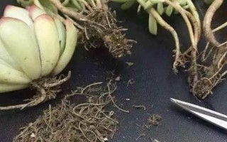 种植多肉植物的方法，种植前要修剪过长过密的根系