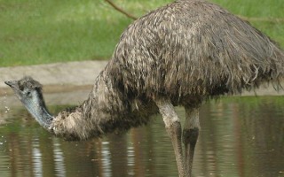 鸸鹋的价格，成品每斤售价35-45元左右