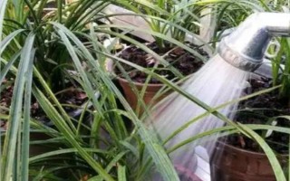 大花蕙兰怎么养殖，初秋至初冬要多晒光