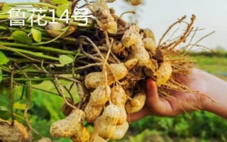 花生的产地，辽宁和山东等地为主产区