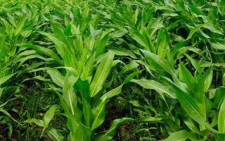 联创800玉米种子简介,全生育期102天左右