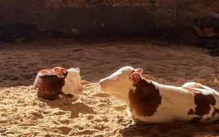 母牛一般多久生一个牛犊，一般为两年三胎