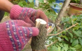 嫁接桂花的方法，将枝条插入砧木中并绑扎薄膜