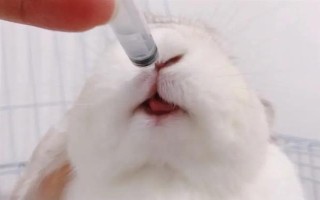 预防兔子感冒的方法，在兔舍中放置毛毯可供兔子御寒
