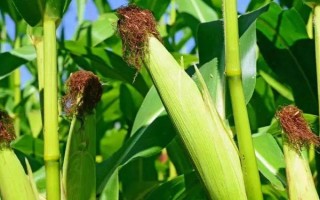 华科425玉米品种的特性,在适应区4月25日左右播种