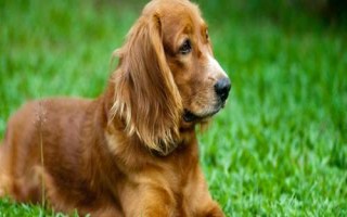 金毛犬和拉布拉多的区别,从外观、性情、服从性、运动量都不同
