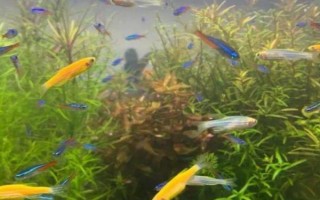 热带鱼多久繁殖一次，通常30-60天繁殖一次