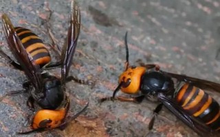 蜂群失王的原因，蜂王患病是最常见的原因