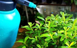 蔬菜有哪些叶面肥，尿素、硫酸铵、磷酸二氢钾等肥料均可使用