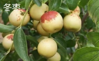 枣树品种介绍,月光枣脆嫩多汁、属于罕见的鲜食品种