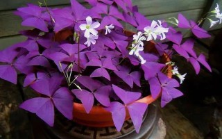 四季酢浆草的种类，主要有以下5种