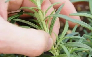 盆栽菊花如何养殖，夏季每天都浇一次水