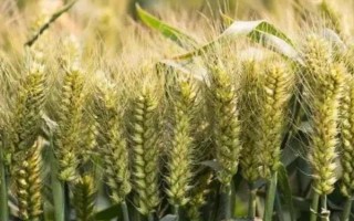 有哪些抗锈病的小麦品种，有泰麦733、西农857等