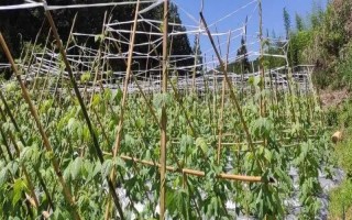 豆角爬满架但不开花怎么办，增施磷钾肥可促进花芽分化
