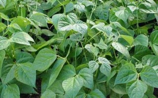 四季豆的种植时间,可春播和秋播