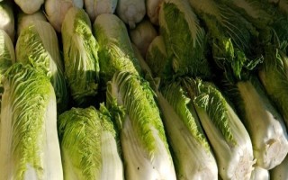 大白菜储存期间怎么防治性软腐病，应先做好田间防治工