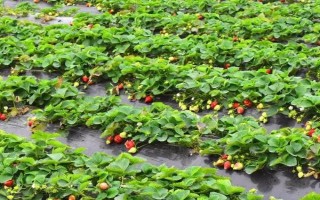 草莓是夏季种植的吗，草莓可以在夏季种