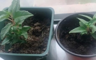 倒挂金钟怎么扦插，对枝条消毒后再插入沙中并覆膜