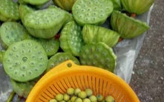 新鲜莲子几月份上市，通常7-8月开始成熟